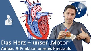 Unser Herz amp Blutkreislauf einfach erklärt Anatomie Funktion und Physiologie vom Lebensmotor [upl. by Amaerd]