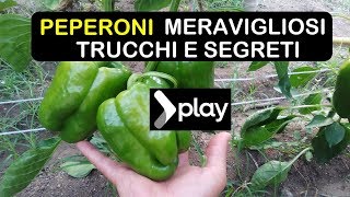 PEPERONI MERAVIGLIOSI TRUCCHI E SEGRETI  काली मिर्च उगाना [upl. by Okin]