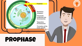 What happens in prophase [upl. by Chak290]