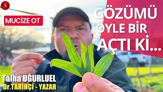 MUCİZE OT  GÖZÜMÜ ÖYLE BİR AÇTI Kİ  DAMAR OTU  SİNİR OTU  Talha Uğurluel [upl. by Laehcym]