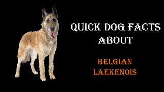 Quick Dog Facts About The Belgian Laekenois [upl. by Roots]