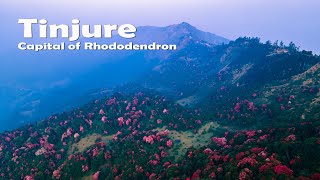 Blossom rhododendron  Drone view  Tinjure  Travel [upl. by Eenal]