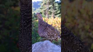 Hear the Sooty Grouse Cooing Sounds [upl. by Baptista]