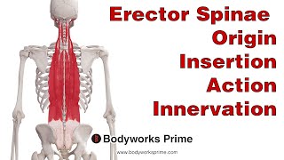 Erector Spinae Anatomy [upl. by Poliard]