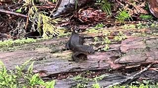 Skookumchuck Narrows Trail Egmont BC [upl. by Ennirok]