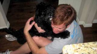 Owning a Portuguese Water Dog [upl. by Roger614]