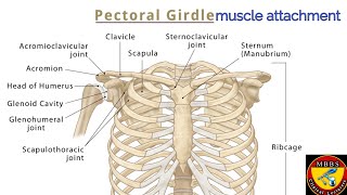 Pectoral Girdle Muscles Attachment [upl. by Schild]