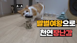 말벌여왕 5마리 잡아서 고양이 3마리 있는 방에 풀어주기 [upl. by Rooke613]