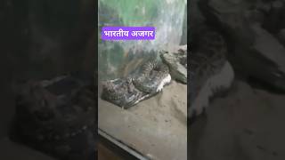 SAANU AAJKAL SISA BADA CHEDTAtrendingsnake viralvideo viralshorts ajgarlucknowzoo animals [upl. by Sew]