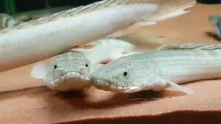 Bichir quotCuppingquot Breeding Behaviour [upl. by Hosea787]