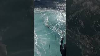 Giant Shark Eats a Sailfish in Big Money Sailfish Tournament [upl. by Linad]