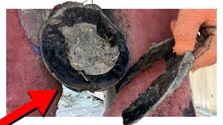 Look at whats INSIDE Full Horse Hoof Restoration Satisfying ASMR [upl. by Adnowal726]