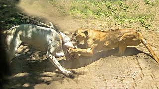 ONÇA PARDA vs DOGO ARGENTINO  DOGO ARGENTINO ATACA UMA ONÇA PARDA [upl. by Stauder]