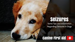 Pet First Aid Information about Seizures in Dogs [upl. by Niwroc]