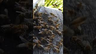 İşçisin sen işçi kal youtobeshorts beekeeping arıcılık bee arı doğa beekeeper honey [upl. by Rairb]