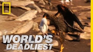 Caracaras Eat Baby Seabirds  Worlds Deadliest [upl. by Oiretule]