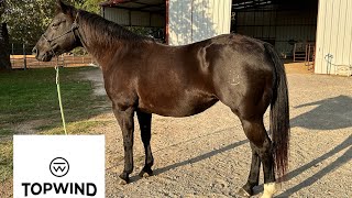 2010 AQHA Mare by WYO Blue Two 🖤 Gentle Quiet Kind  We call her Coco 🐎 [upl. by Arikehs54]