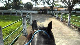 Montando un caballo de paso fino colombiano [upl. by Healey]