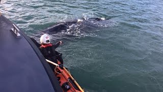 Humpback Whale Calmly Waits While Rescuers Untangle Netting for Second Time [upl. by Assirim210]