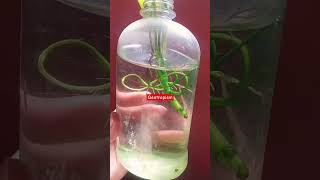 Geotropism in plantshortssho rtshortvideoytshortsytviralshortslearnwithsidraafreen8740 [upl. by Mariandi]