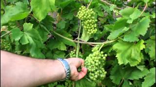 How to Grow Backyard Grapes [upl. by Lauralee]