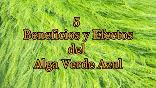 5 Beneficios y Efectos del Alga verde azul [upl. by Husein]