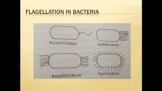 FUNDAMENTALS OF PLANT PATHOLOGY Classification of Bacteria Part1 [upl. by Suivatco706]