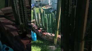 Howling around my happy garden with San Pedro cactus and friends [upl. by Gambrill763]