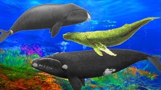 Finger Family Nursery Rhymes Whale Cartoons For Children  Daddy Finger Family Childrens Songs [upl. by Ingra]