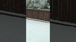 Snow April 30 2024 in Beaumont Alberta  Canada [upl. by Sheffie]