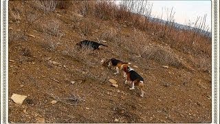 Skyviews Beagles EZ amp Geno Northern WV Beagle Club March 8 2014 [upl. by Haim]