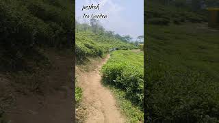 darjeeling peshokteagarden teagarden reels shorts trending love tea tour travel [upl. by Abeh]