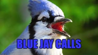 Blue Jay Calls [upl. by Anitrebla]