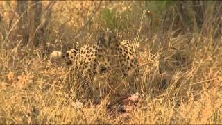 Cheetah Eating a Duiker Kill [upl. by Ennoira]