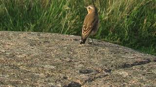 Northern Wheatear standing on the ground [upl. by Kirsteni]