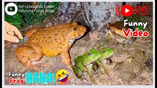 Funny catching frogs boing boing for laughing  catch frogs funny live shorts  jump funny frogs [upl. by Meggy]