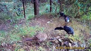 Kaker and Kalij Pheasant  Call of White Crested Laughing Thrush [upl. by Nomelif992]