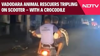 Vadodara News  Vadodara Animal Rescuers Tripling On Scooter  With A Crocodile [upl. by Ocirred]