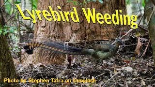 Lyrebird in the Garden [upl. by Pete]