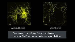 Timelapse microscopy helps reveal brake mechanism in bacterial lifecycle [upl. by Ludovico]