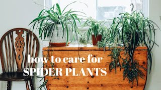 SPIDER PLANT CARE and PROPAGATION 》chlorophytum comosum houseplants [upl. by Brottman995]