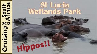 St Lucia Wetlands Park  Hippos  Richards Bay South Africa [upl. by Ecerahc289]