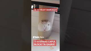 Șoarecele Marcel a rămas cu capul blocat întro gaură mouse funnyanimals funnyvideo [upl. by Draw]