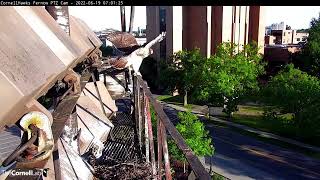 L4 Fledges Final Cornell Redtailed Hawk Nestling Takes Its First Flight June 19 2022 [upl. by Fischer]