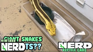 GIANT SNAKES AS PETS RETICULATED PYTHONS OR BURMESE PYTHONS [upl. by Yevreh825]