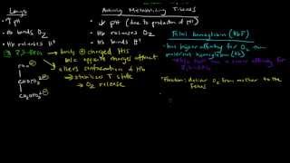 Hemoglobin Bohr Effect and Fetal Hemoglobin [upl. by Vania]