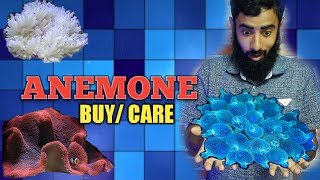 anemone care in Hindi  Urdu [upl. by Ade834]