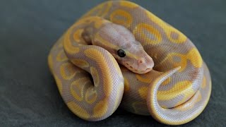 Coral glow Banana100 het piebald  présentation couple [upl. by Schulman]