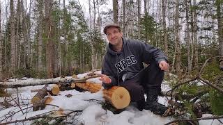 Dendrochronology What tree growth rings tell us about our forest [upl. by Ahsita]