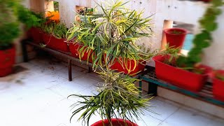 VERY EASY to Grow Plant for Beginners  Podocarpus  How to Grow and Care Podocarpus [upl. by Celka436]